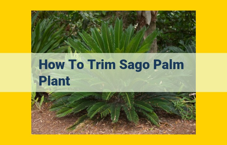 Essential Guide to Pruning and Caring for Sago Palms